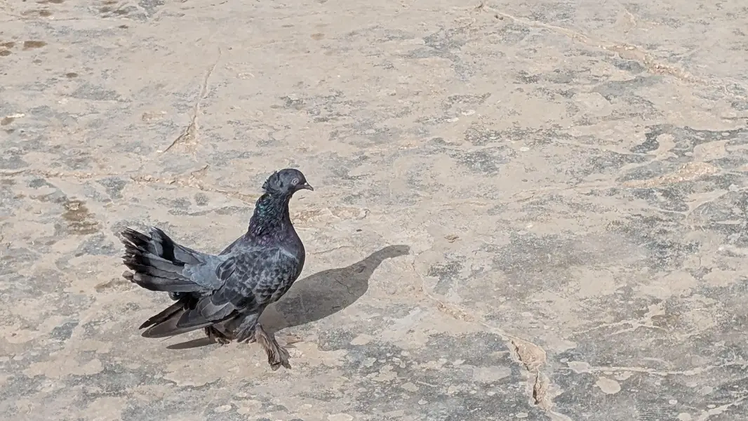 White and Black pigeons — photo 3