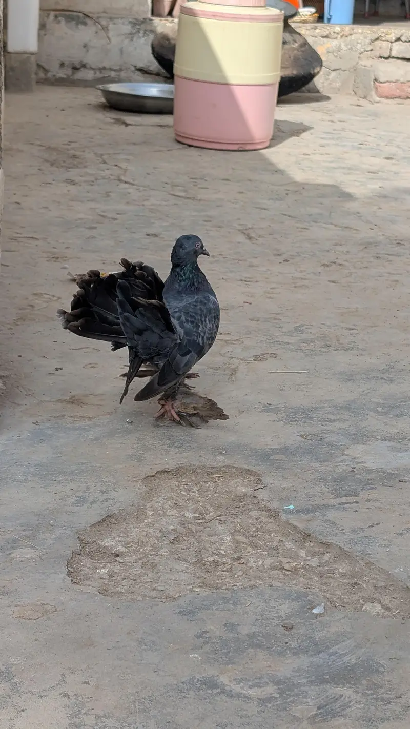 White and Black pigeons — photo 4