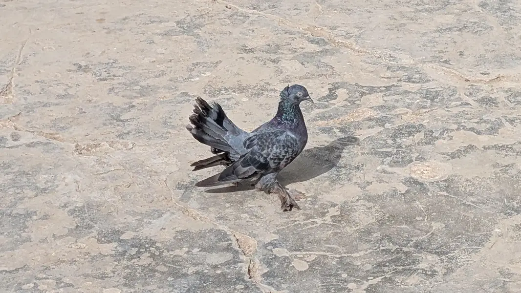White and Black pigeons — photo 5