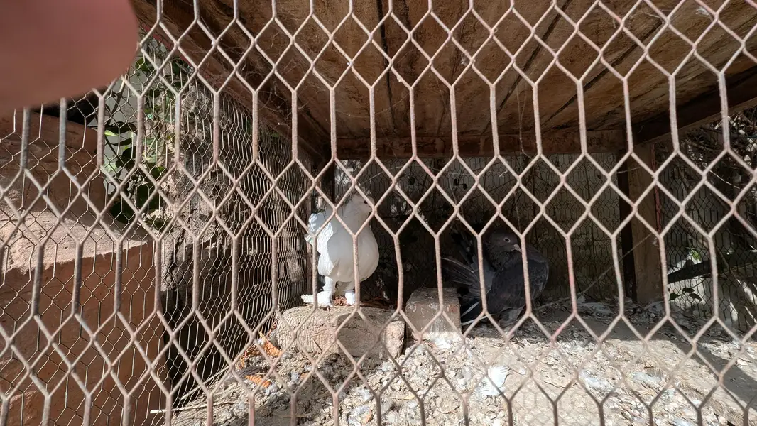 White and Black pigeons — photo 6