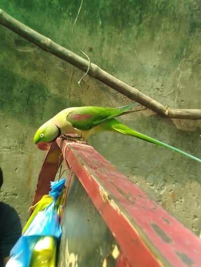 Hand train parrot