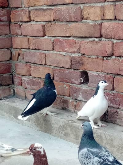 Sharazi, high fly, pigeon