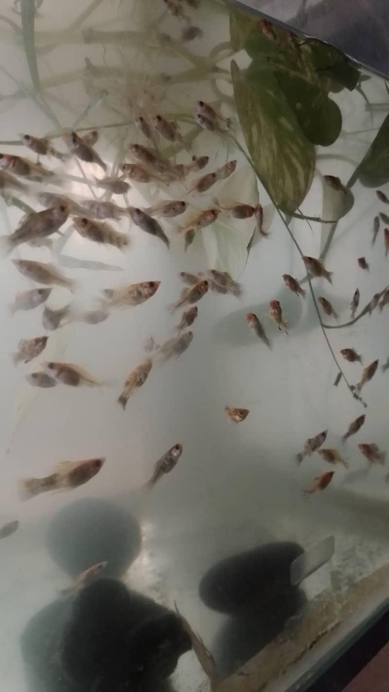 Moly fish 1