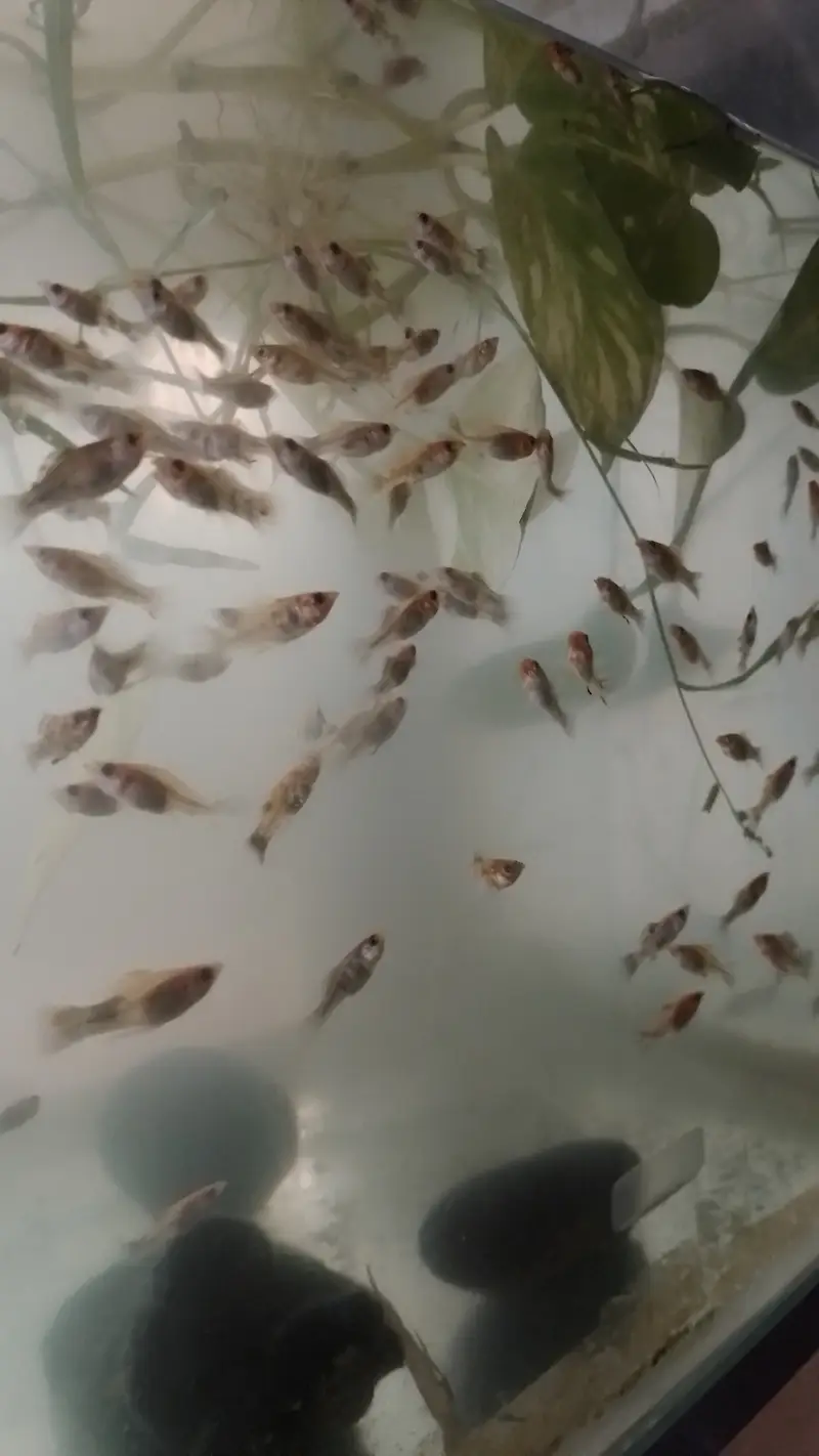 Moly fish — photo 2