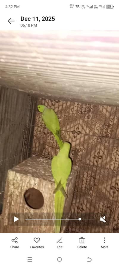 breedar pair for sale all ok wattsp nambar 03177051100