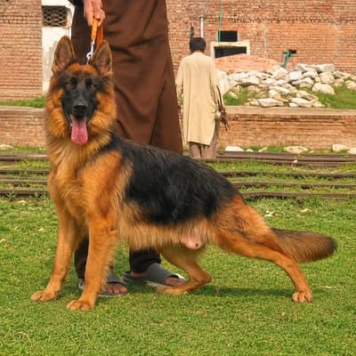 German shepherd long coat female for sale