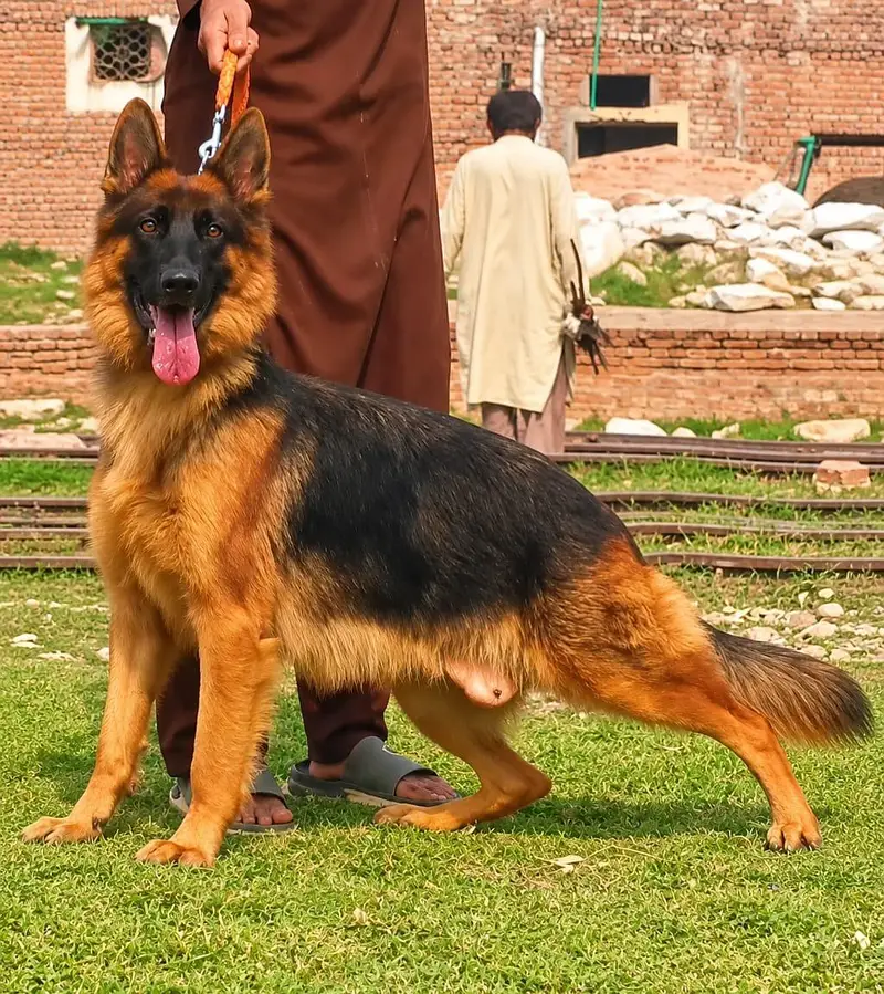German shepherd long coat female for sale — photo 2