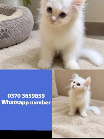 Persian Female kitten for Sale