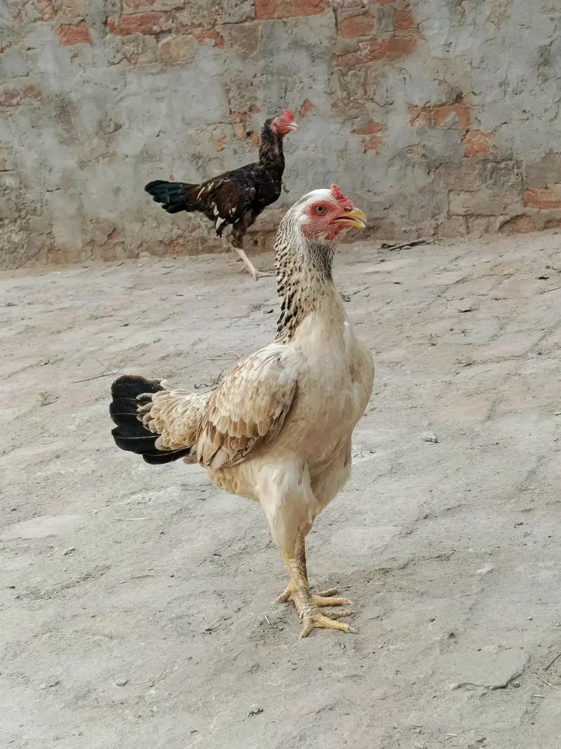 aseel female for sale — photo 2