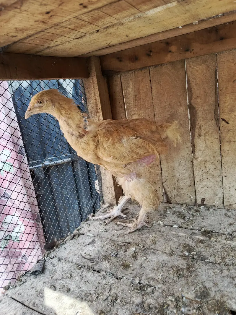 aseel female for sale — photo 3