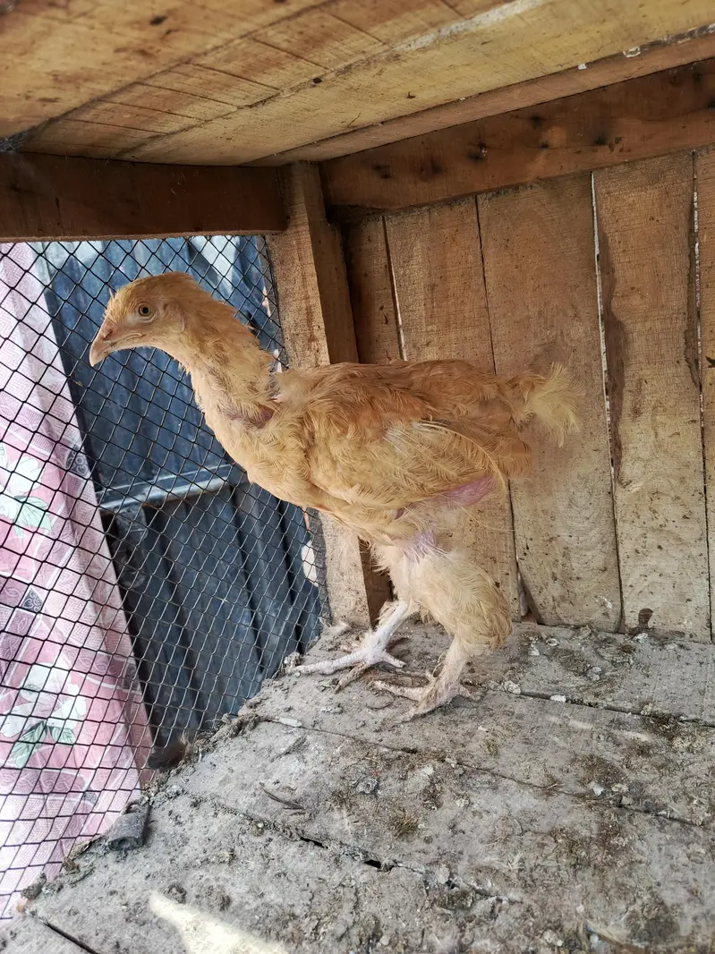 aseel female for sale — photo 4