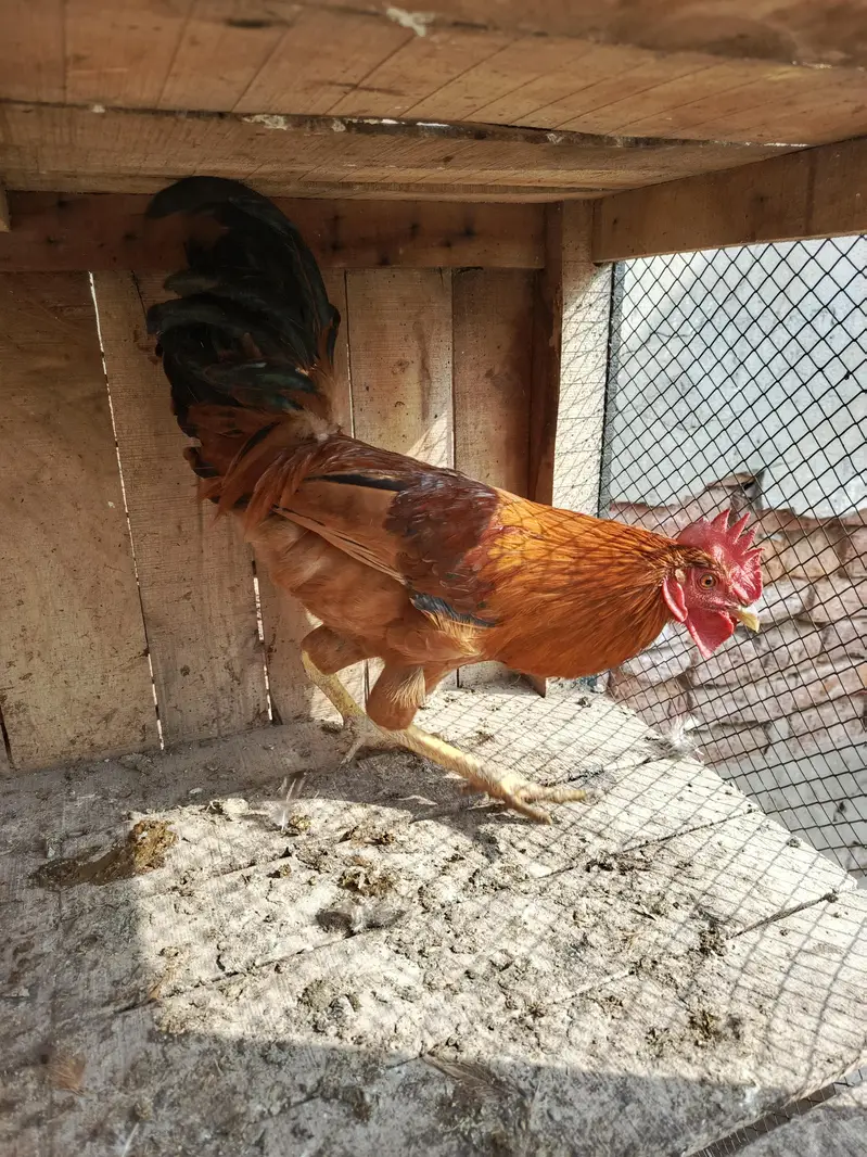 aseel female for sale — photo 5