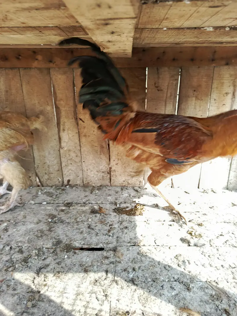 aseel female for sale — photo 6