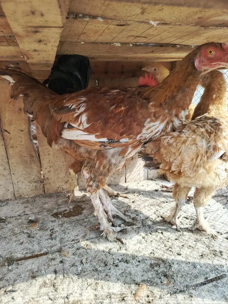 aseel female for sale — photo 7