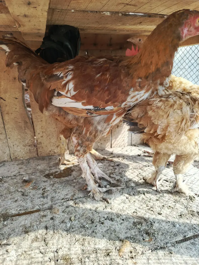 aseel female for sale — photo 8