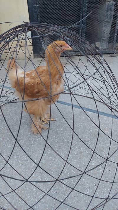 Golden Heavy Buff Female Chicken – 8 Months Old