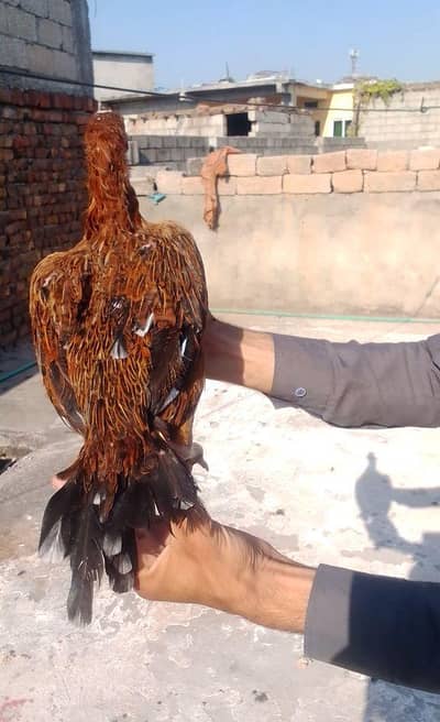lakhi murghi with java madi