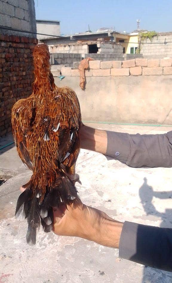 lakhi murghi with java madi 0
