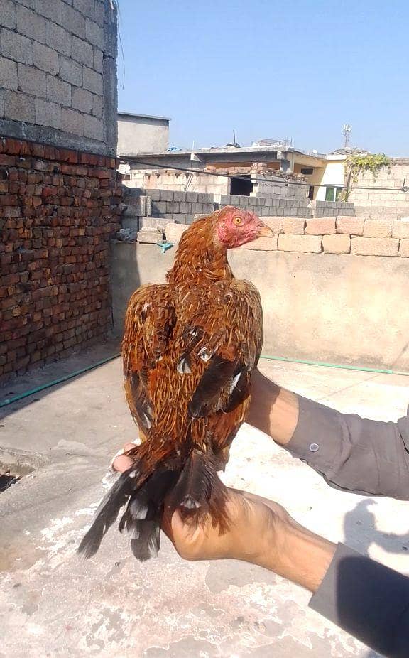 lakhi murghi with java madi 3