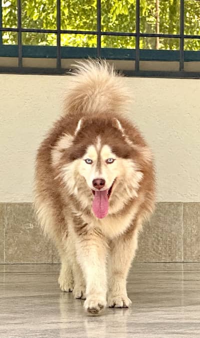 Siberian Husky for Sale