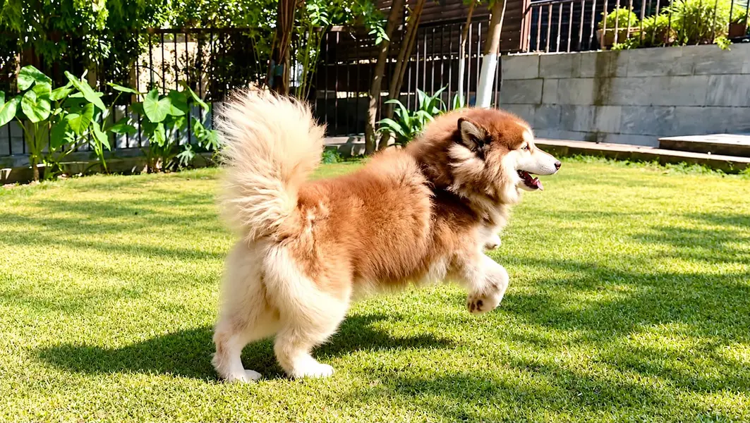 Siberian Husky for Sale — photo 2