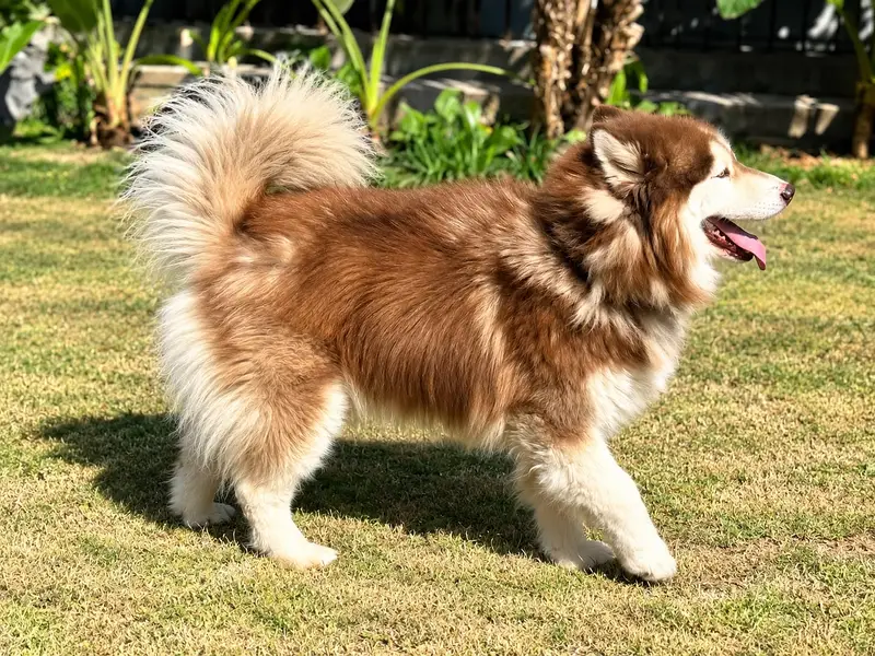 Siberian Husky for Sale — photo 3