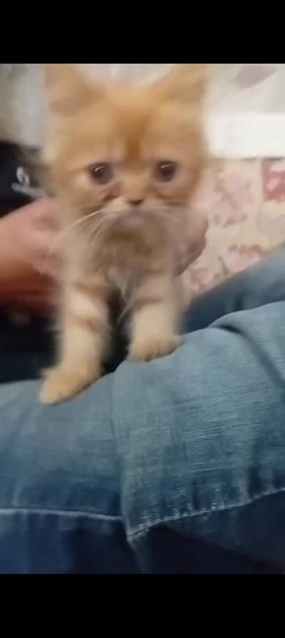 Russian cat