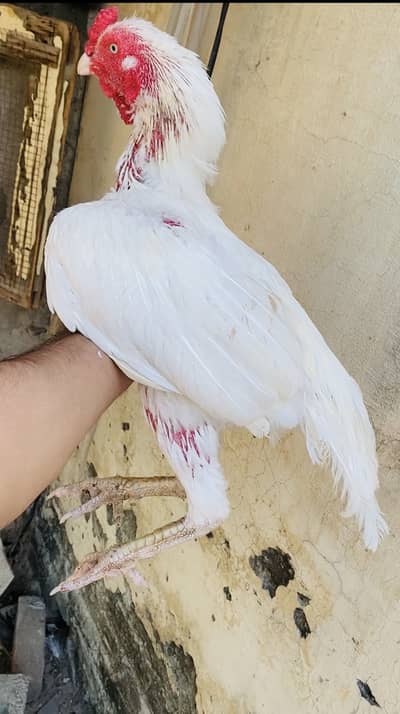 White heera Aseel Urgent sale