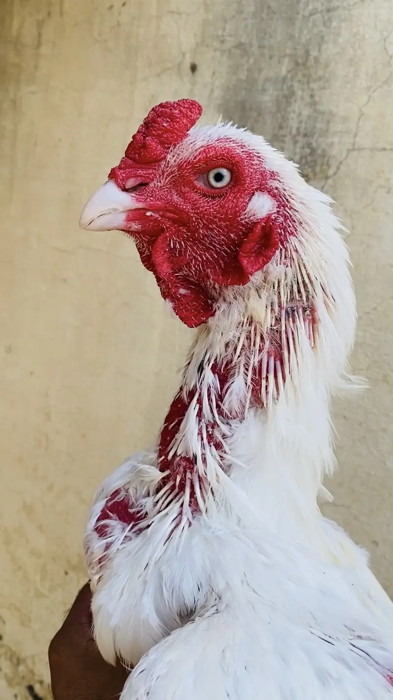White heera Aseel Urgent sale — photo 2