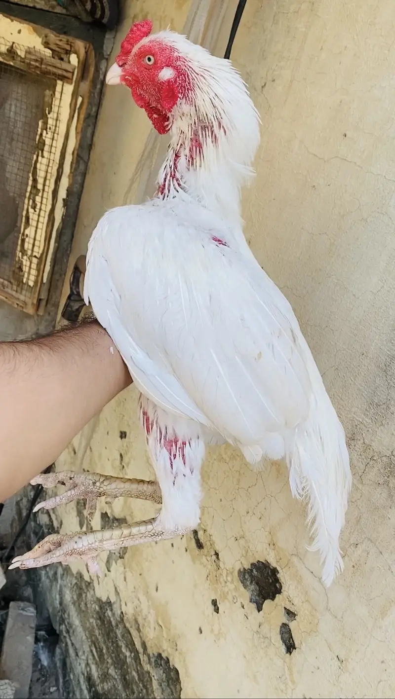 White heera Aseel Urgent sale — photo 4