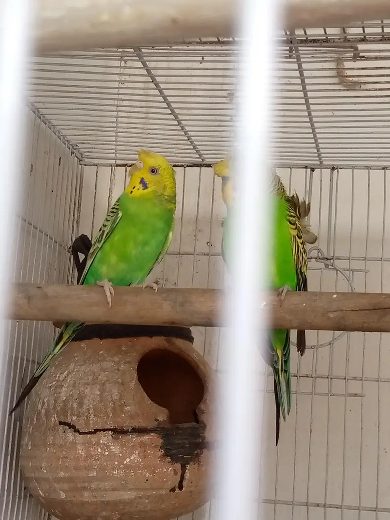 Hogoromo pair — photo 5