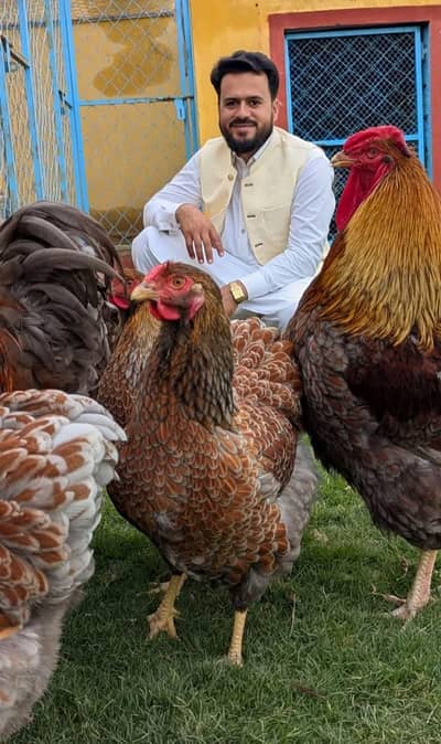 Fancy hens