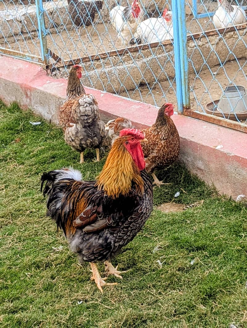 Fancy hens 1