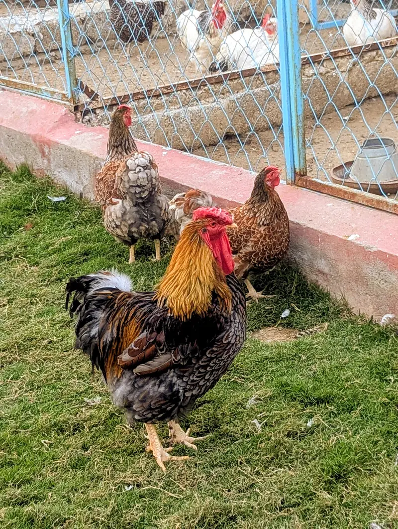 Fancy hens — photo 2