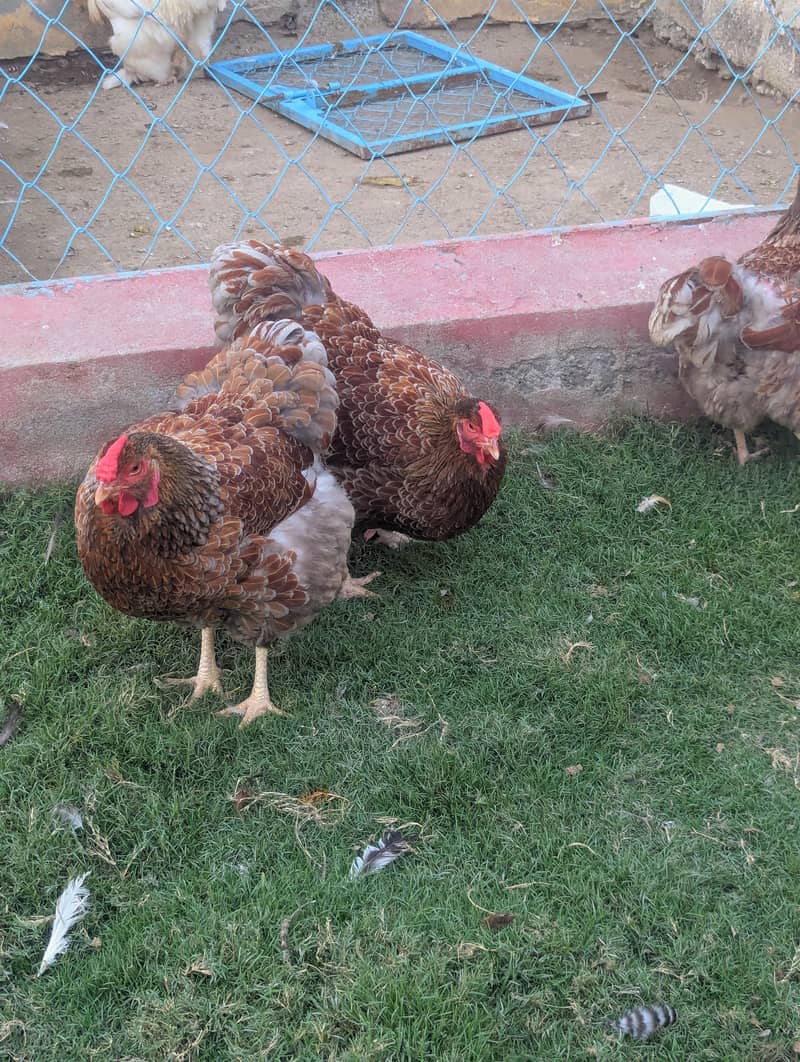 Fancy hens 2