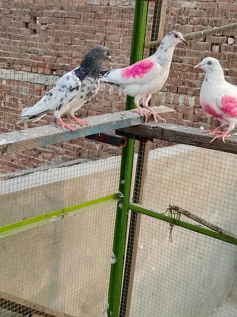 Breaker plus perwazi — photo 2