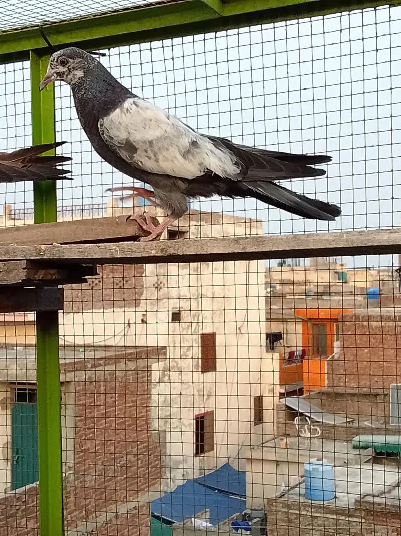 Breaker plus perwazi — photo 7