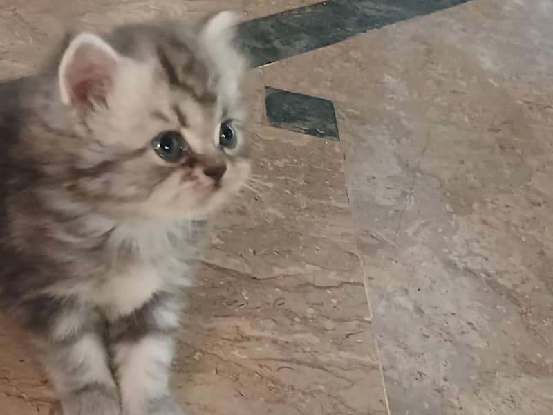 persian kitten 0