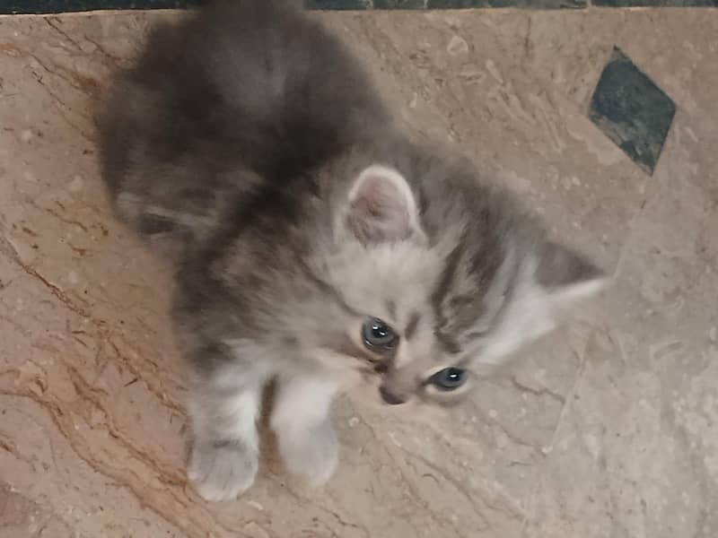 persian kitten 1