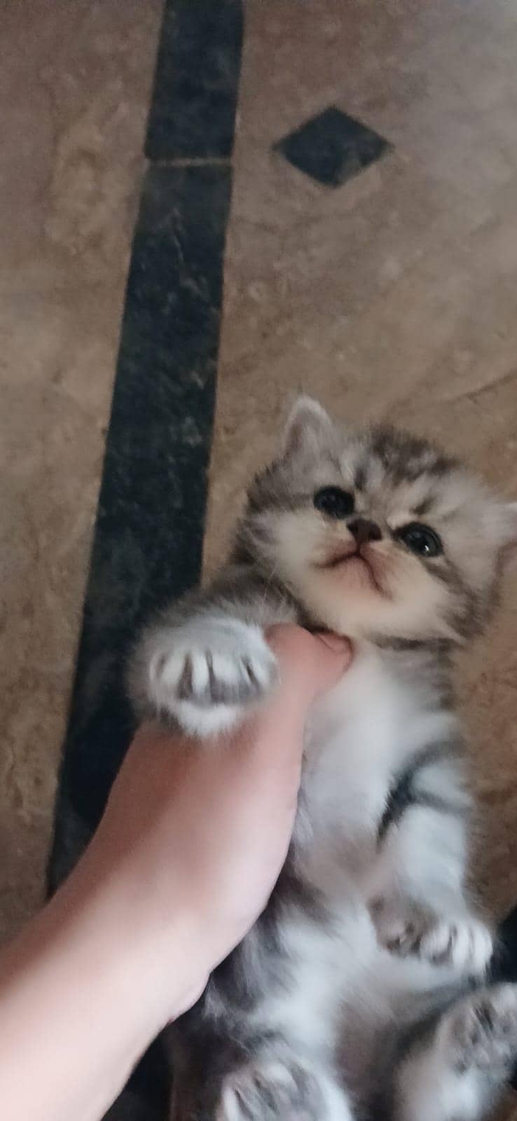 persian kitten 2