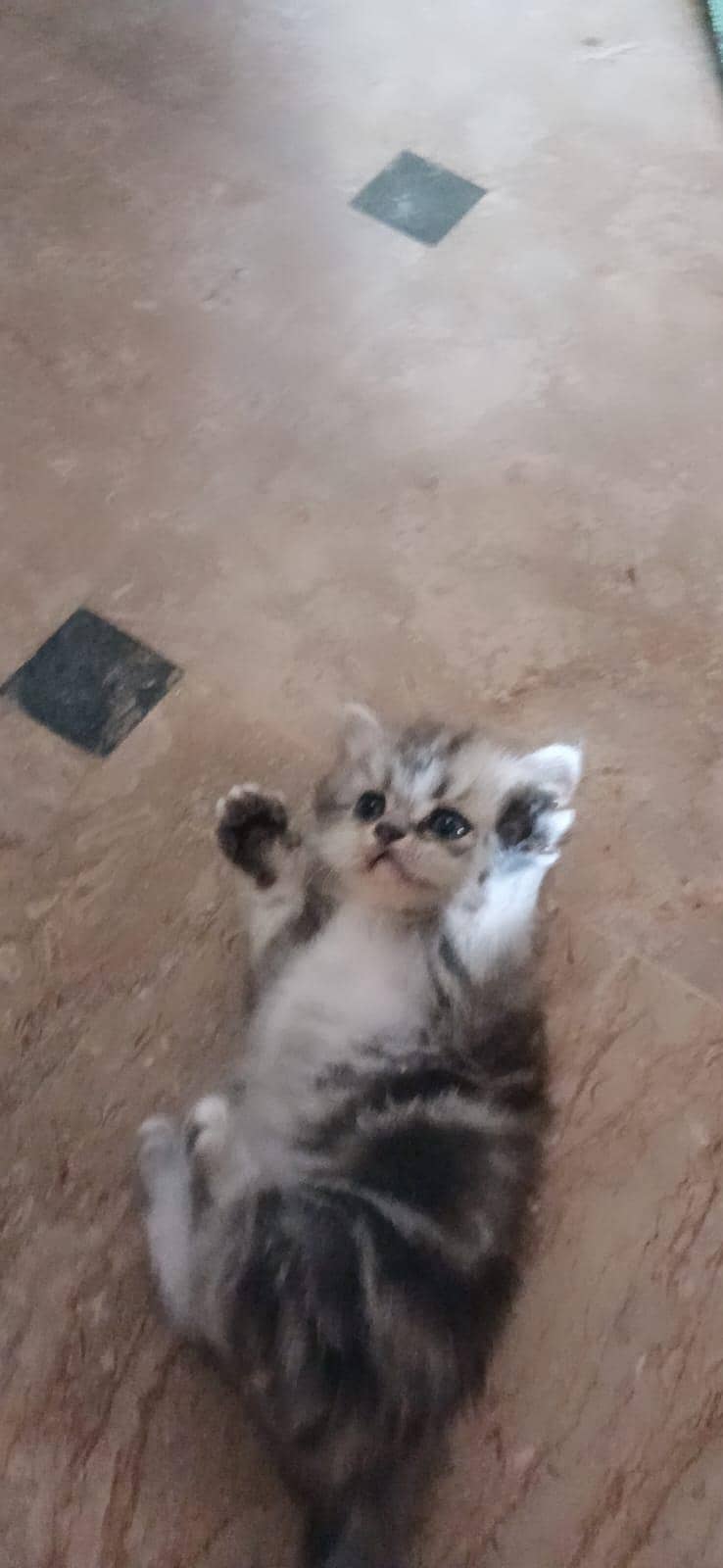 persian kitten 3