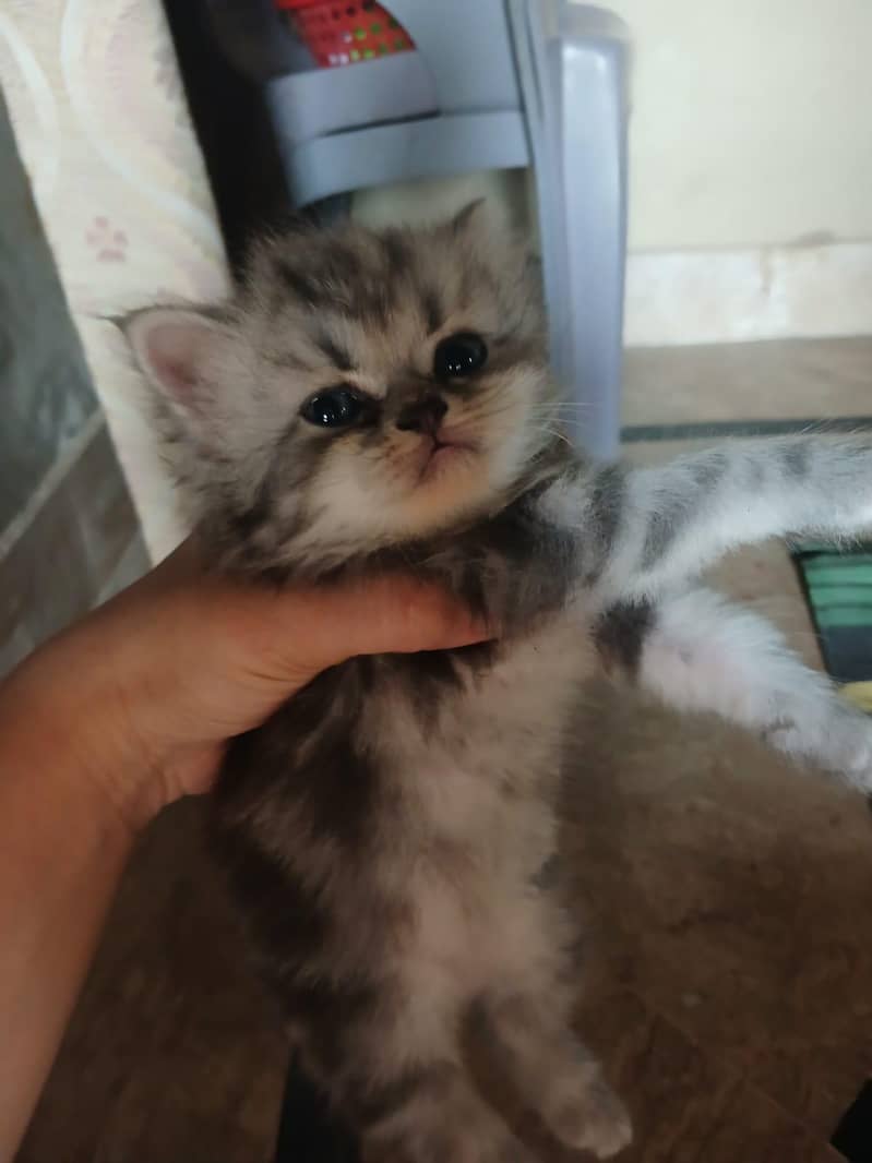 persian kitten 4
