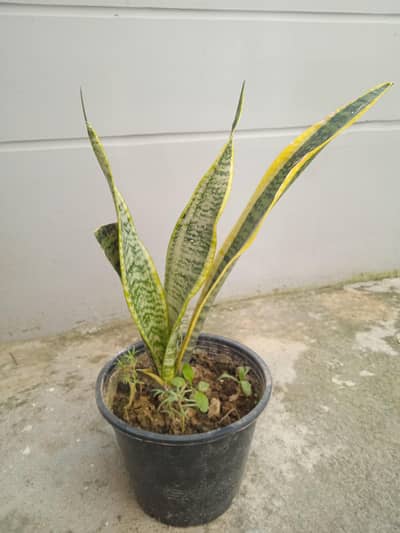 snack plant