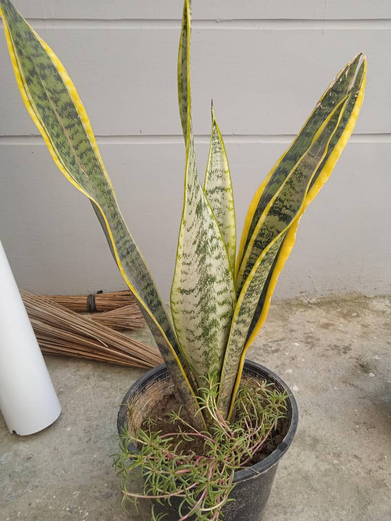 snack plant 1