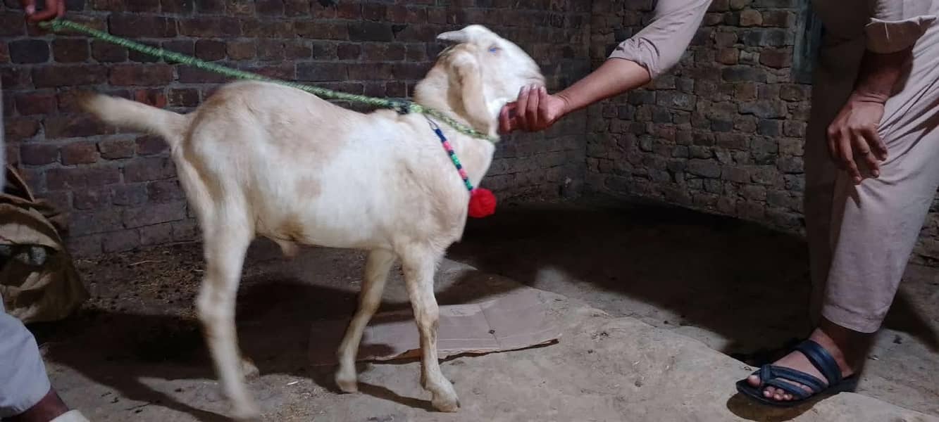 tedi Bakra 1
