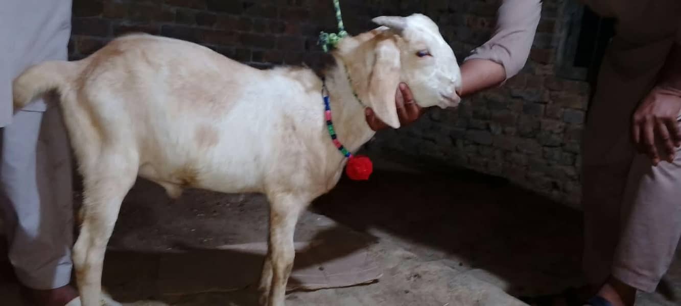 tedi Bakra 6