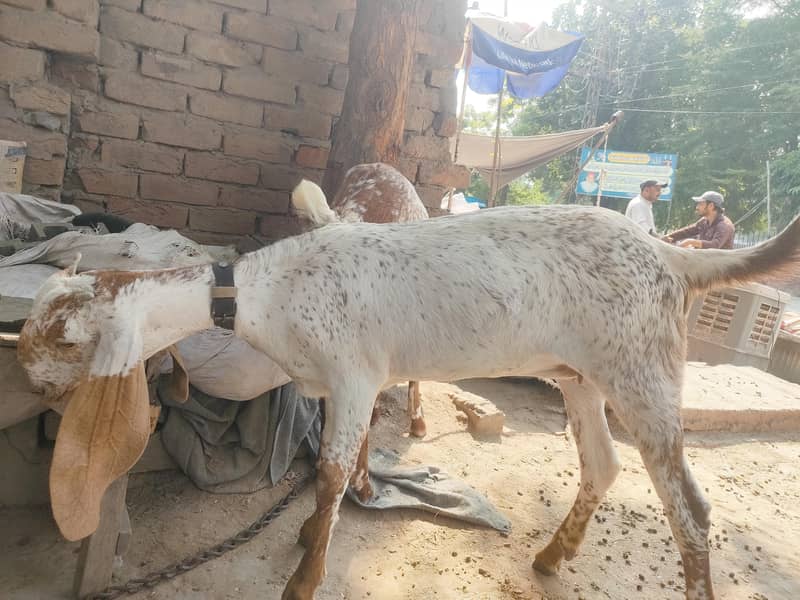 Goats 0