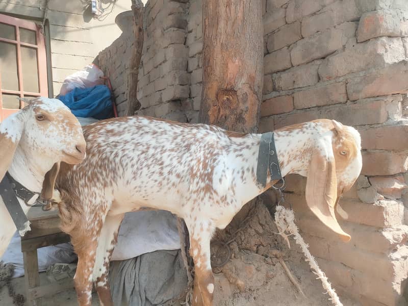 Goats 1