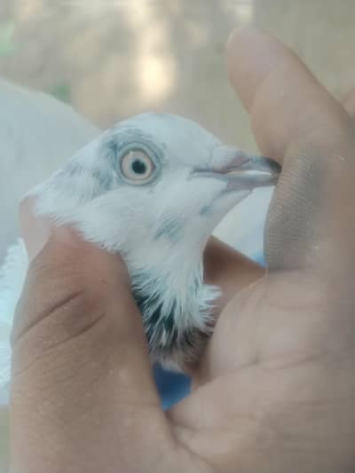joron wale kabotar han 8 se 10 pees han zak ka alag rate ha
