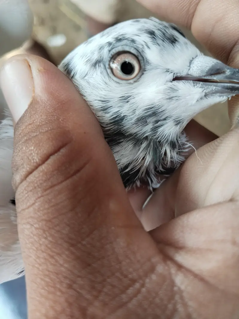 joron wale kabotar han 8 se 10 pees han zak ka alag rate ha — photo 2